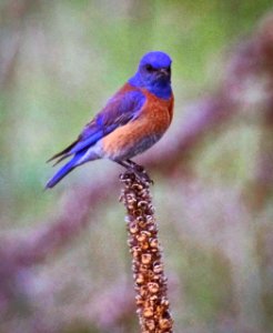 Two Ponds Bird 2