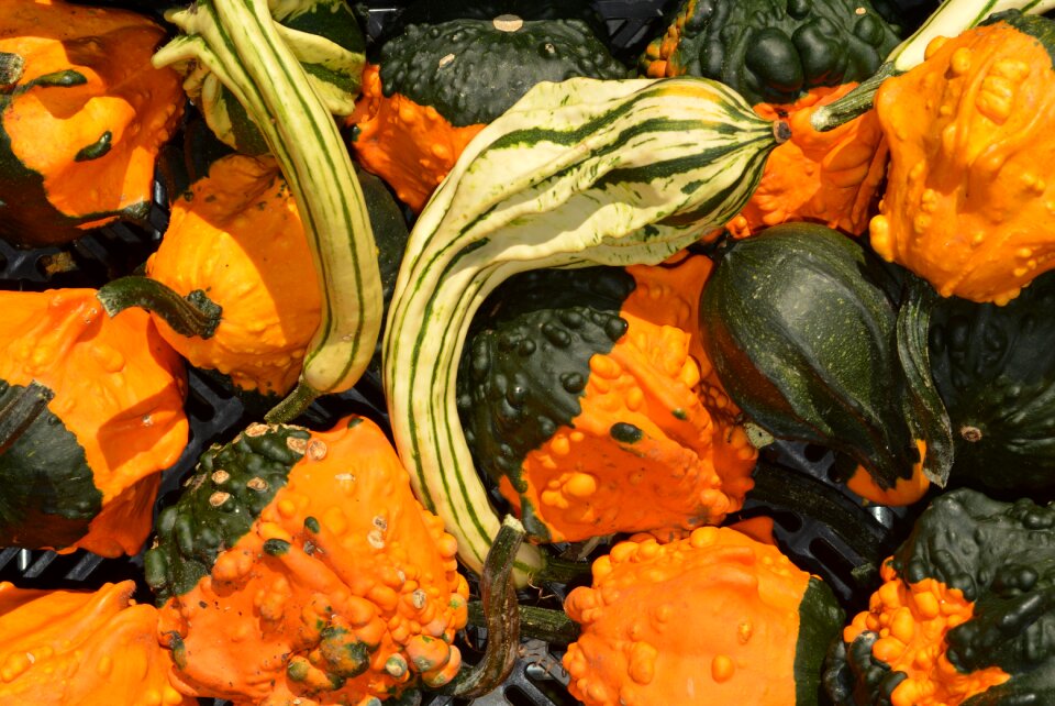 Autumn pumpkins decoration