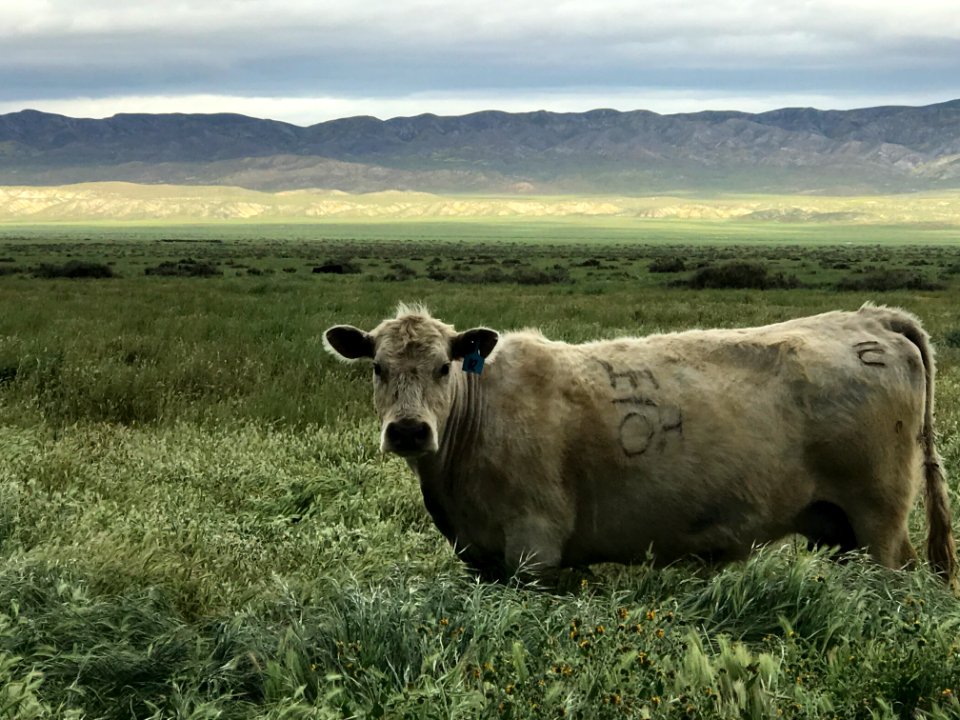Grazing in Carrizo Plain in Bakersfield Field Office