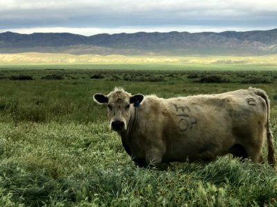 Grazing in Carrizo Plain in Bakersfield Field Office