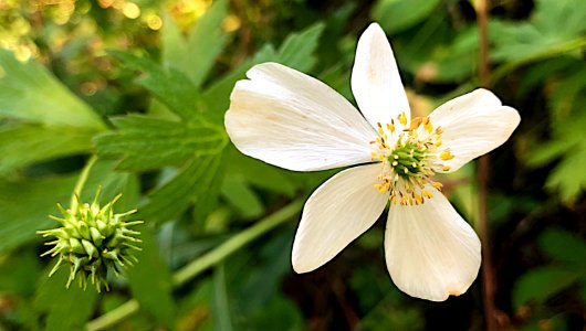 Bloomed / Blooming photo