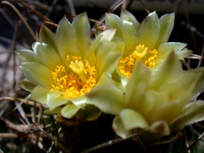 Tobusch fishhook cactus photo