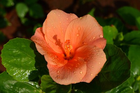 Hibiscus rosa-sinensis flower orange photo
