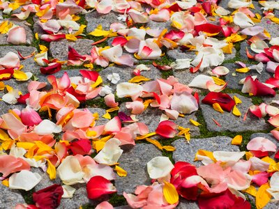 Red love scatter roses photo