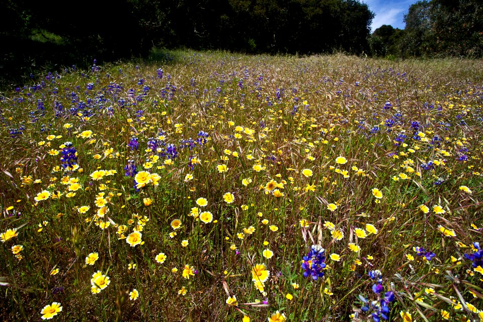 Fort Ord Wildflowers