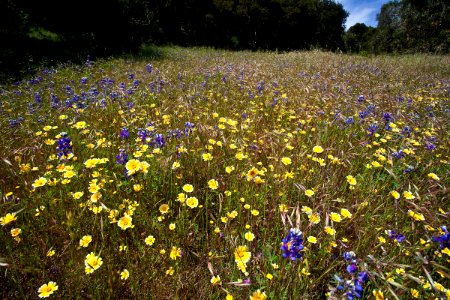 Fort Ord Wildflowers