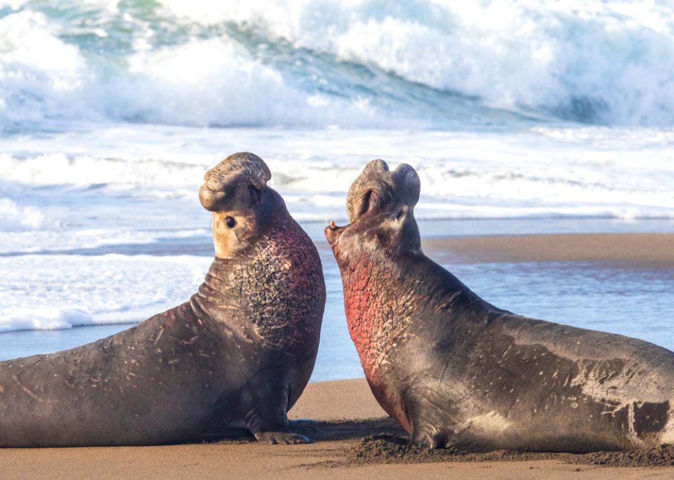 Piedras Blancas Light Station