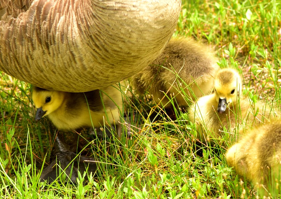 Canada geese photo