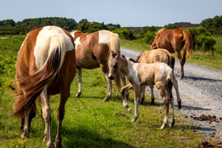 Chincoteague National Wildlife Refuge