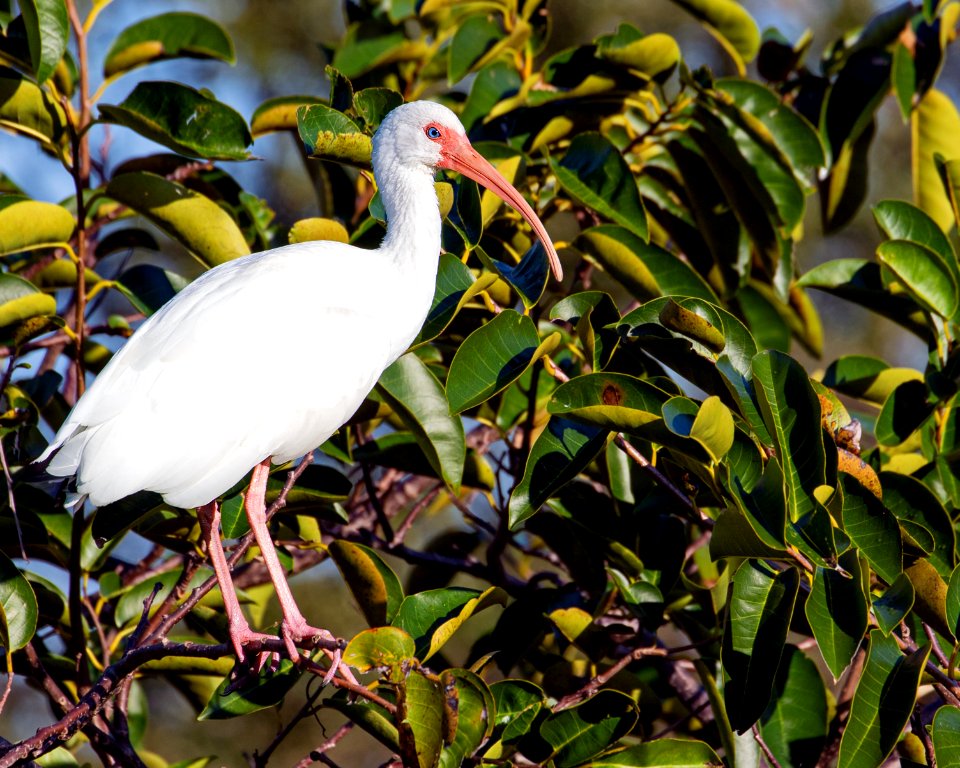 White Ibis