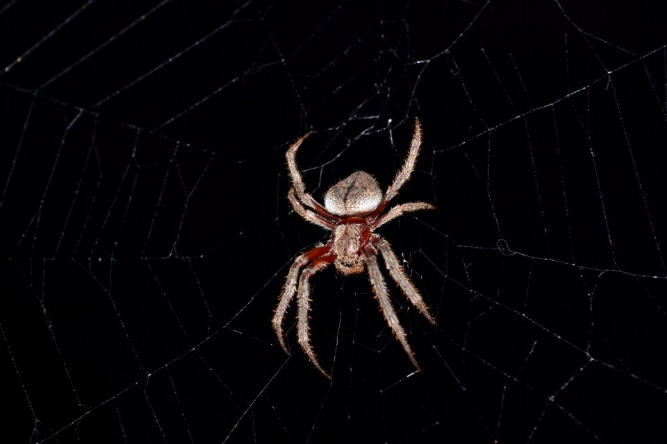 Insect web nature