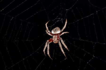 Insect web nature