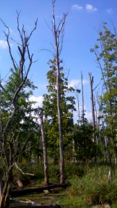 IBat Roost Tree in IN #2