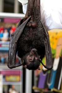 Bat Week 2017 - Congressional Reception