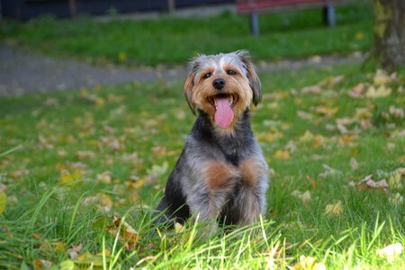 Pet meadow tongue photo