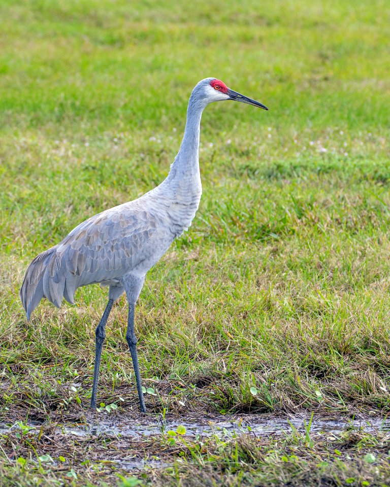 Sandhill Crane