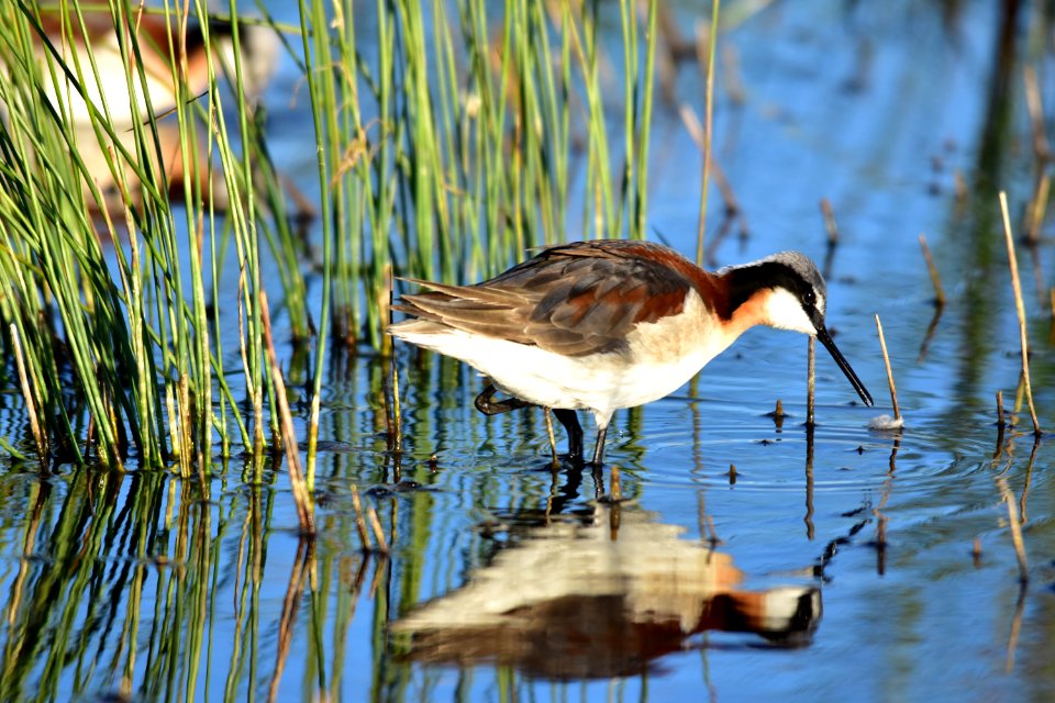 Wilson's phalarope at Seedskadee National Wildlife Refuge