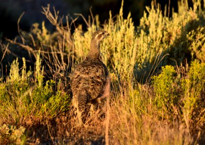Greater sage-grouse at Seedskadee National Wildlife Refuge