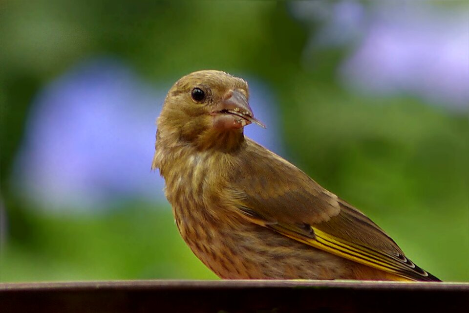 Carduelis chloris foraging garden