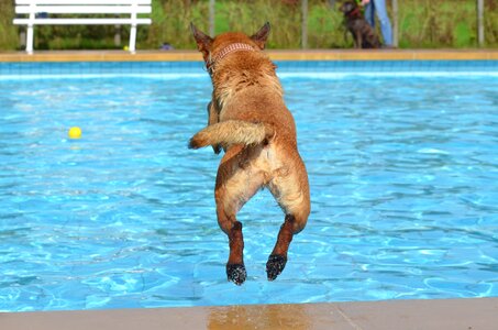 Dog in the pool summer malinois photo