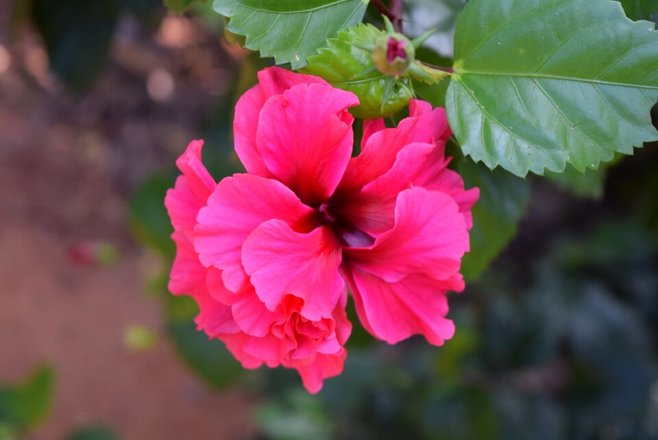 Hibiscus rosa-sinensis flower pink double