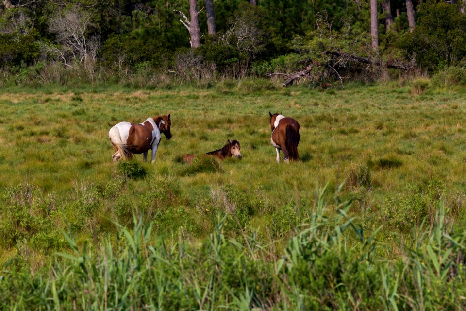 Chincoteague National Wildlife Refuge