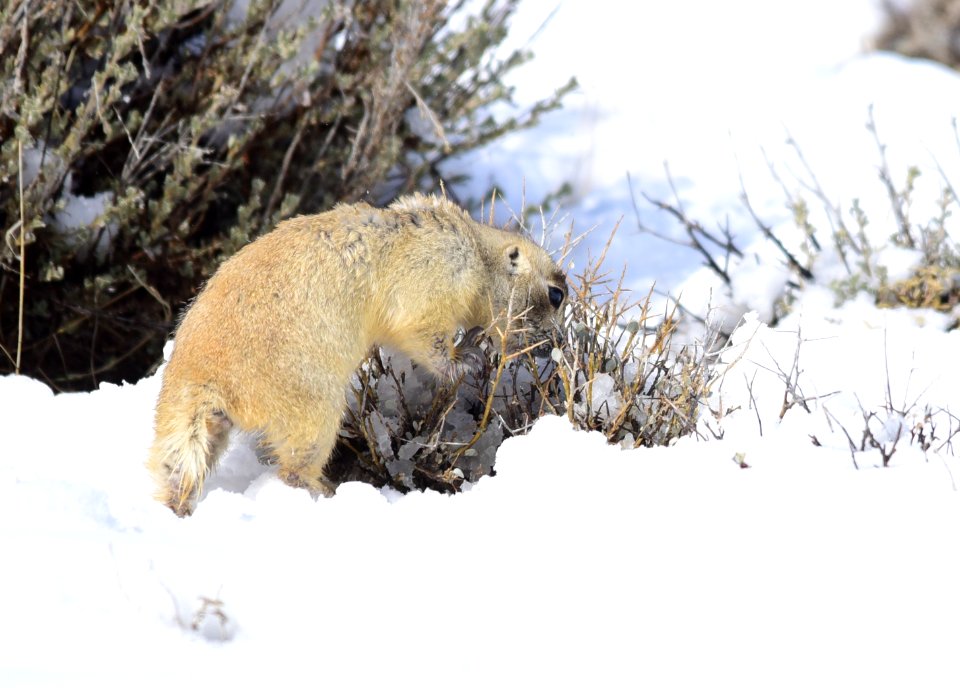 White-tailed prairie dog at Seedskadee National Wildlife Refuge