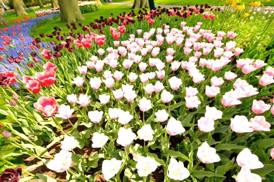 Keukenhof Holland Creative Commons by gnuckx