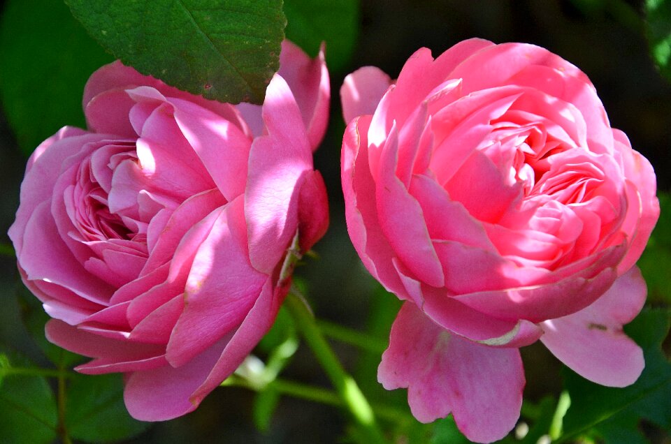 Summer plant floral