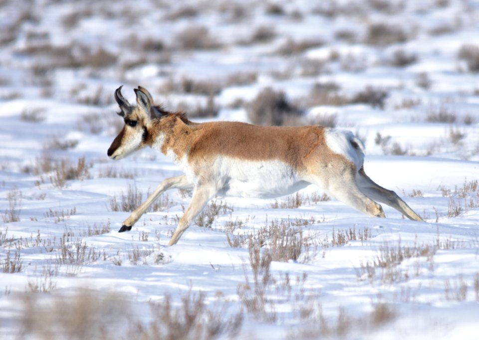 Pronghorn at Seedskadee National Wildlife Refuge