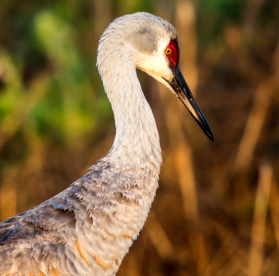 Cosumnes River Preserve