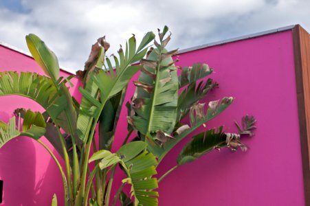 Pink and Fronds photo