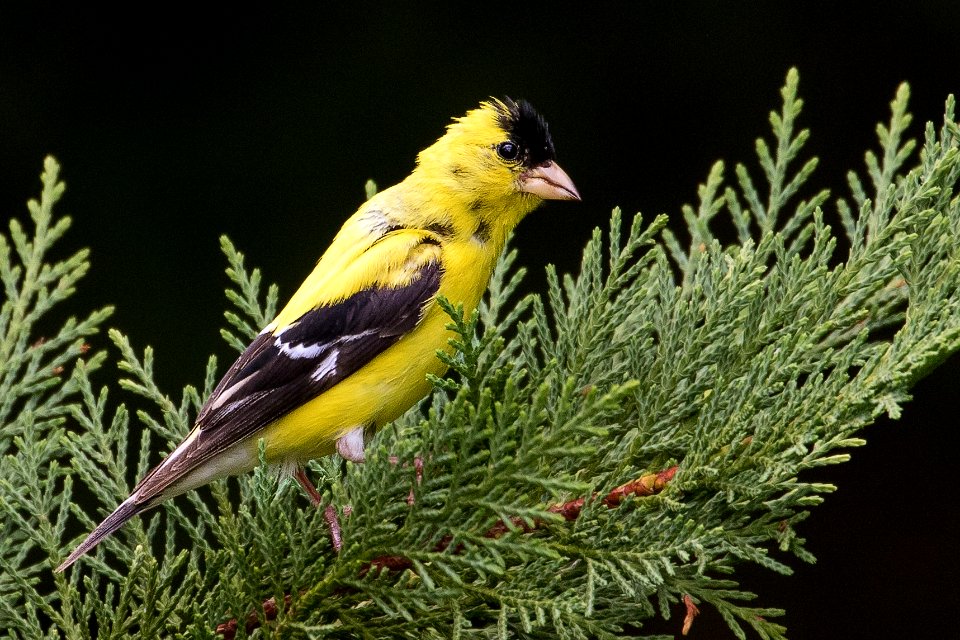 American Goldfinch