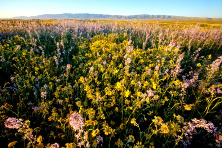 Super Bloom 2017 at Carrizo Plain National Monument