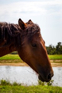 Chincoteague National Wildlife Refuge