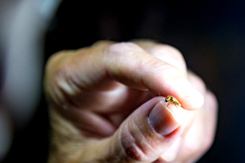 Bethany Beach Firefly Survey - 2019
