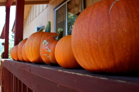 Pumpkin Harvest
