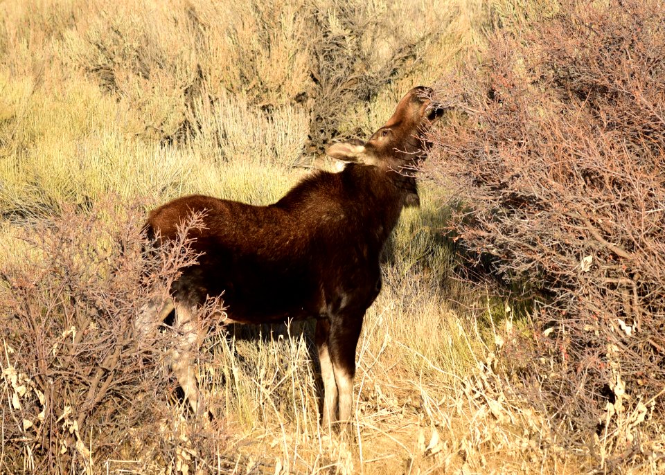Moose at Seedskadee National Wildlife Refuge