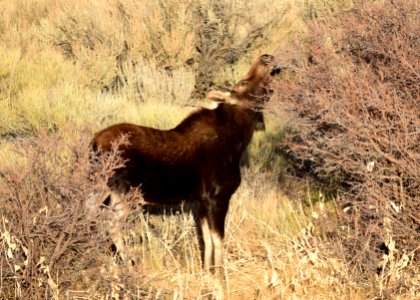 Moose at Seedskadee National Wildlife Refuge photo