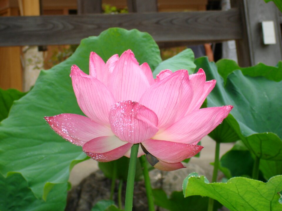 Flower lotus buddhism