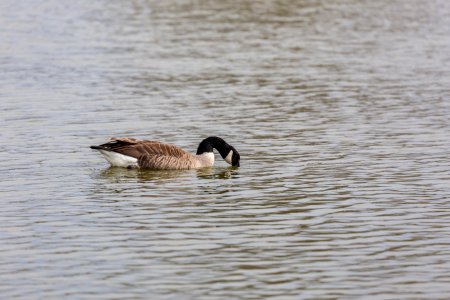 Geese in the restored wetland on Viola Farm photo