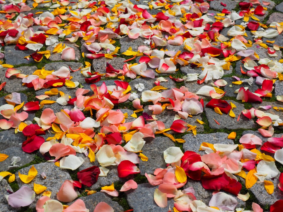 Red love scatter roses