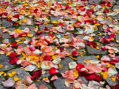 Red love scatter roses