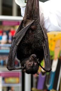 Bat Week 2017 - Congressional Reception