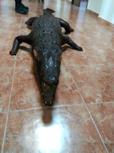 Crocodile trophy - Spain