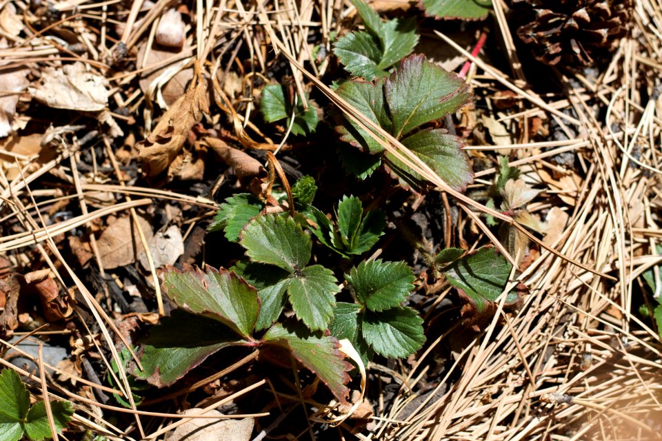 Return of the Strawberries