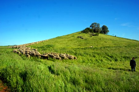 Flocking Back to the Hills of Cronan Ranch photo