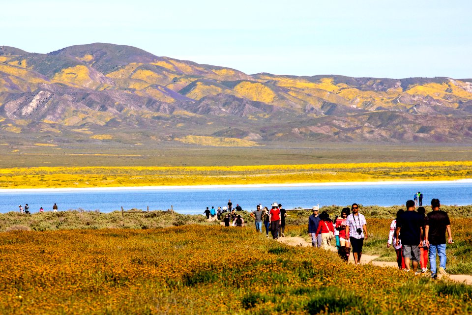 April 2019 Wildflowers at Carrizo Plain National Monument