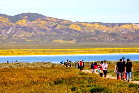 April 2019 Wildflowers at Carrizo Plain National Monument