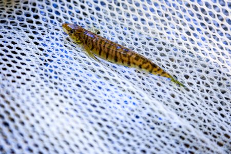 Chesapeake logperch surveying